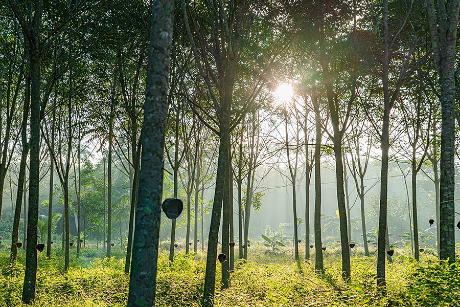 How is Natural Rubber Made?